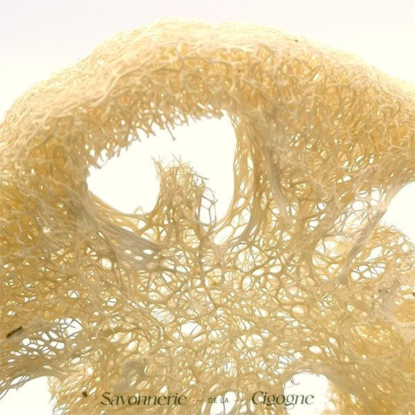 Loofah